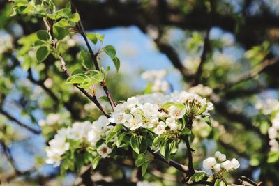 Close-up of white flowering plant