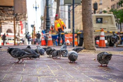 Pigeons on street