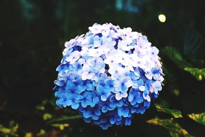 Close-up of blue hydrangea