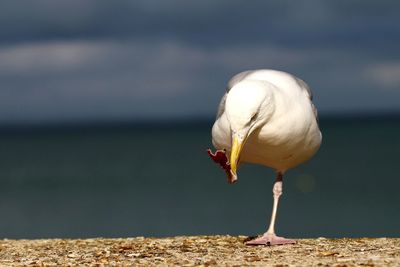 Close-up of bird against water