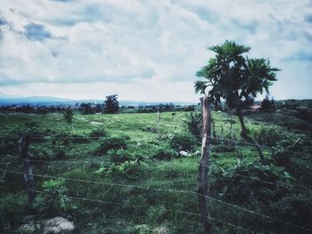 Trees on field against sky