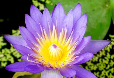 Close-up of flower blooming outdoors