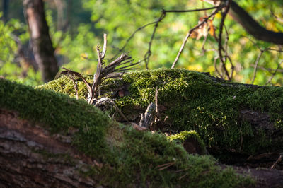 Close-up of moss growing on rock