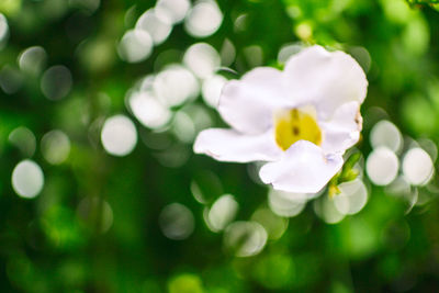 Close-up of flower blooming outdoors