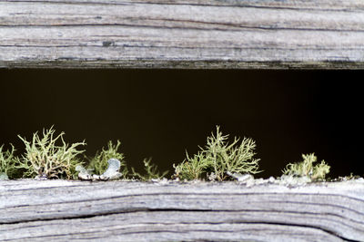 Close-up of plants on wood