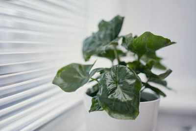 Home docor with plant. selective focus on houseplant in window. leaf of philodendron selloum atom.
