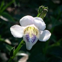 Close-up of white flowers