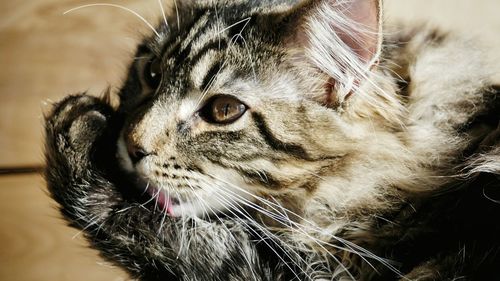 Close-up portrait of cat