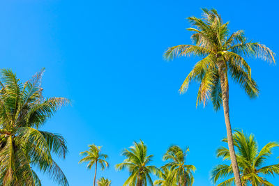 Low angle view of palm trees against clear blue sky