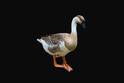 Close-up of bird against black background