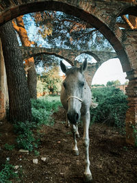 Horse standing in forest