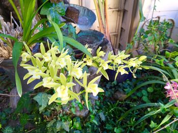 Flowers blooming in garden