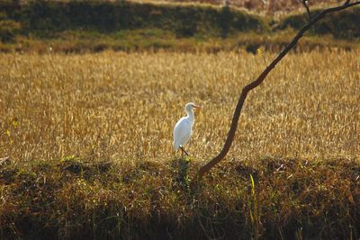 Bird on grassy field