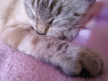 Close-up of cat sleeping