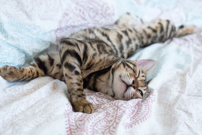 Cat sleeping on bed