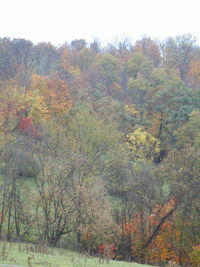 Trees in forest during autumn