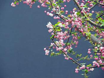 Low angle view of pink flowers