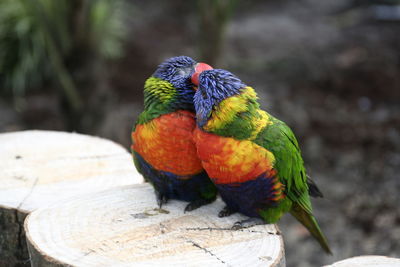 Close-up of honey parrots cuddling on a tree trunk