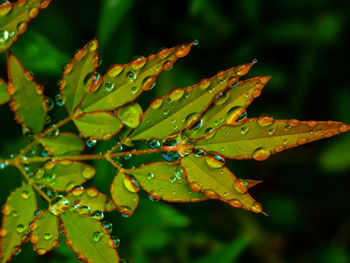 Close-up of wet plant leaves during rainy season