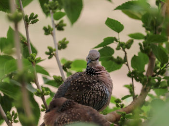 Close-up of bird perching on plant