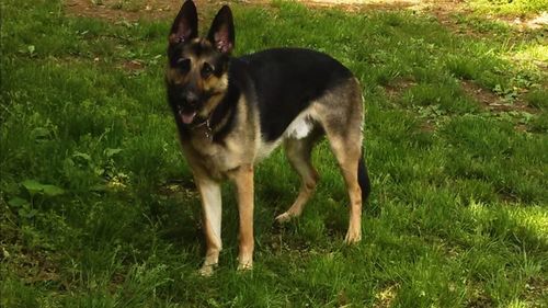 Dog standing on grassy field