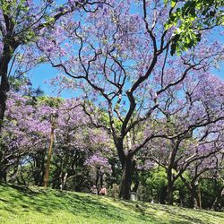 View of blooming tree