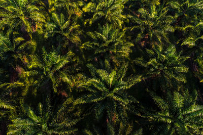 Close-up of pine tree in forest