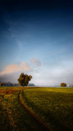 Scenic view of agricultural field against sky