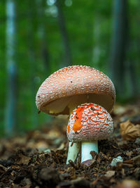 Close-up of fly agaric mushroom on field