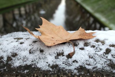 Close-up of dry leaf on snow covered leaves