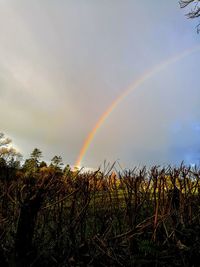 Scenic view of rainbow over trees against sky