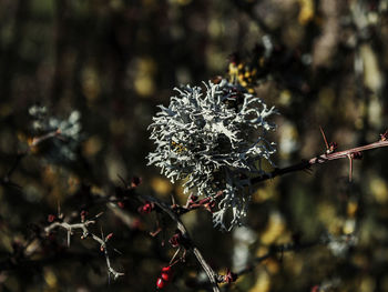 Close-up of frost on tree