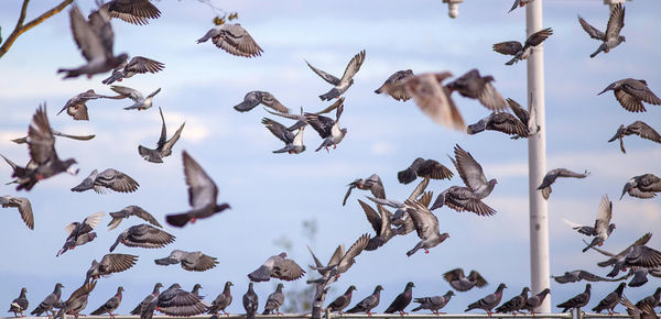 Low angle view of birds flying in sky