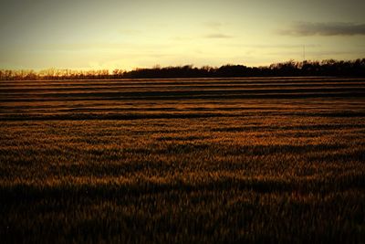 Scenic view of field against sky during sunset