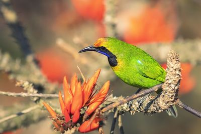 Close-up of bird perching on branch