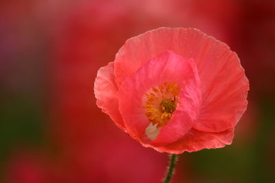 Close-up of red poppy blooming outdoors