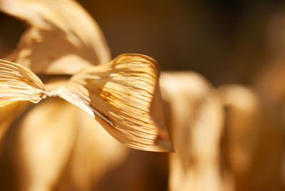 Close-up of shell on wood