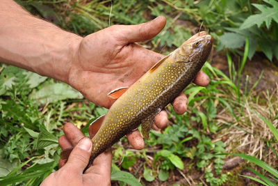 Close-up of person holding fish at field 