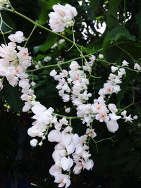 Close-up of white flowers