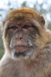 Close-up of a macaque monkey