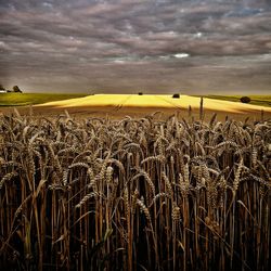 Scenic view of field against cloudy sky