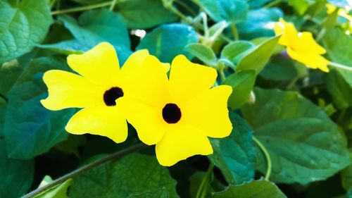 Close-up of yellow flower