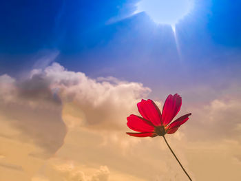 Low angle view of red flowering plant against sky