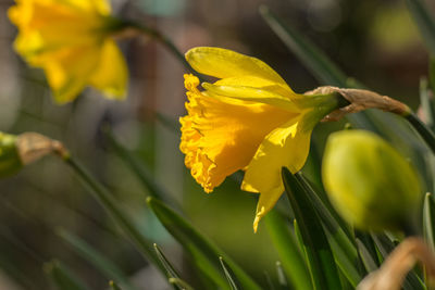 Daffodil yellow flowers close-up with green grass.