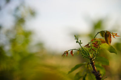 Close-up of flowering plant against blurred background