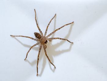 Close-up of spider on wall