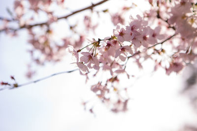 Close-up of apple blossoms in spring