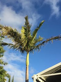 Low angle view of palm tree by building against sky