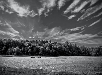 Scenic view of field against sky