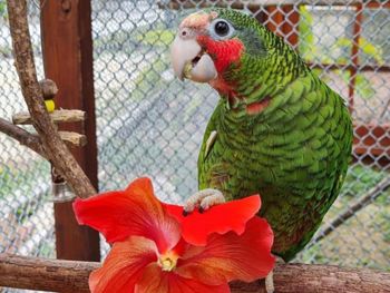 Close-up of parrot